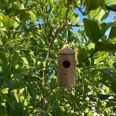 🔥Sidste dag forfremmelse 50% rabat på🔥træ kolibri hus-gave til naturelskere